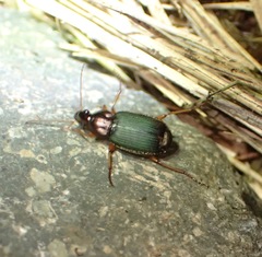 Chlaenius tricolor