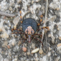 Amblyomma hebraeum