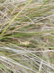 Locusta migratoria