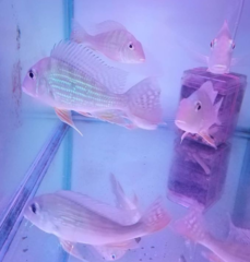 Geophagus altifrons