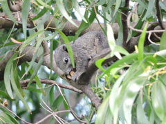 Callosciurus finlaysonii