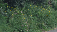 Berkheya maritima
