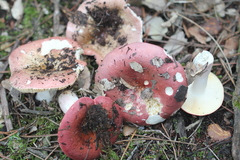 Russula vinosobrunnea