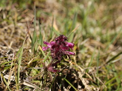 Pedicularis refracta transmorrisonensis