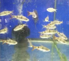 Dawkinsia tambraparniei