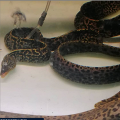 Gymnothorax polyuranodon