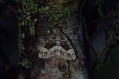 Pseudocoremia productata