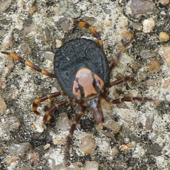Amblyomma hebraeum