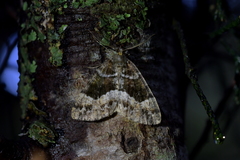 Pseudocoremia productata