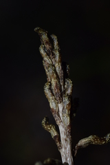 Gastrodia cunninghamii