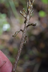 Gastrodia cunninghamii