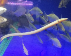 Erpetoichthys calabaricus