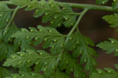 Microlepia strigosa