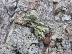 Ramalina europaea