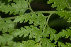 Microlepia strigosa