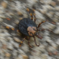 Amblyomma hebraeum
