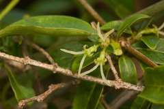 Coprosma foliosa