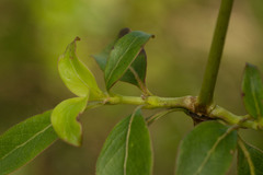 Coprosma foliosa