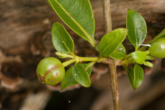 Coprosma foliosa