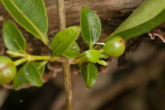Coprosma foliosa