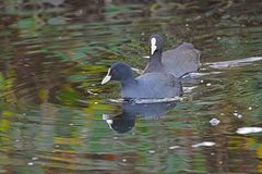 Fulica atra