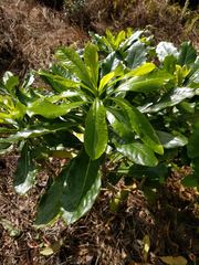 Pittosporum glabrum