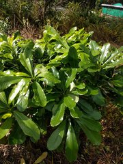 Pittosporum glabrum