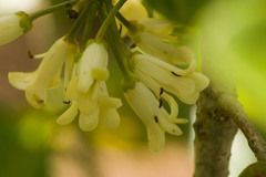 Pittosporum glabrum