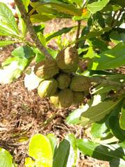 Pittosporum glabrum