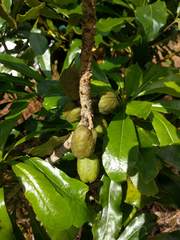 Pittosporum glabrum