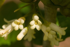 Pittosporum glabrum
