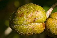 Pittosporum glabrum
