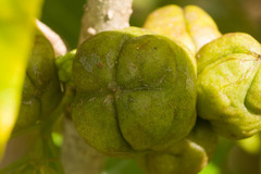 Pittosporum glabrum