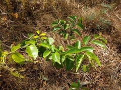 Antidesma platyphyllum