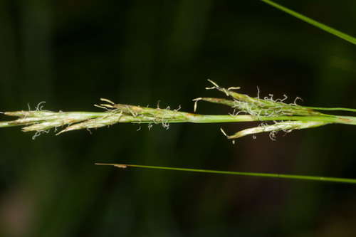 Carex meyenii