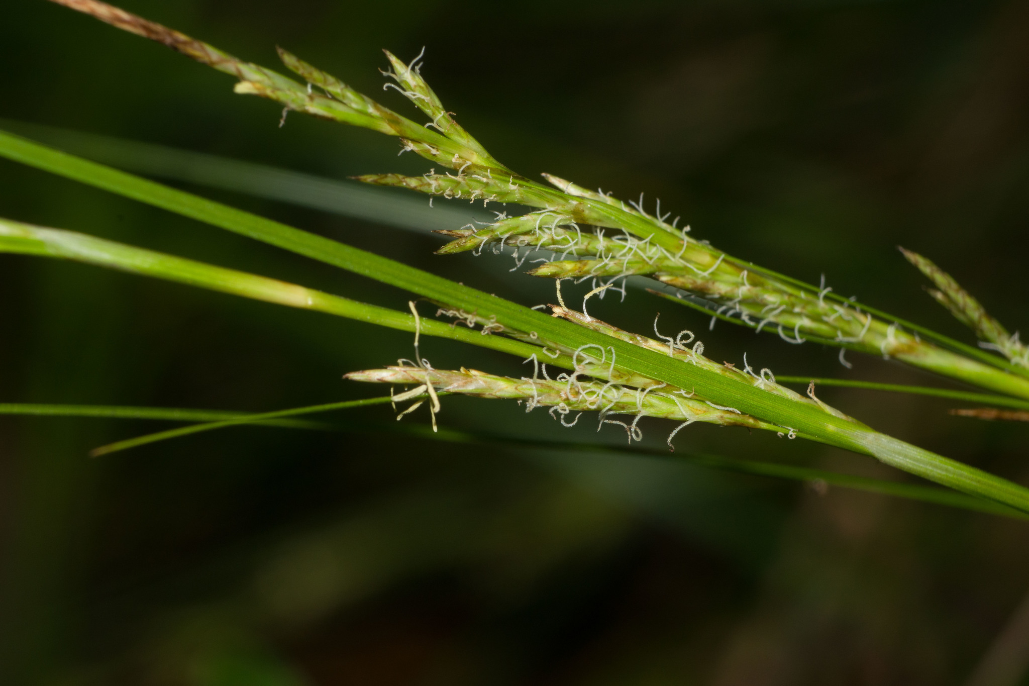 Carex meyenii