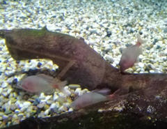 Acheilognathus macropterus