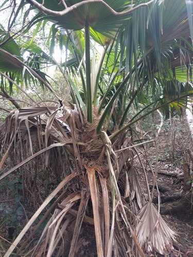 Pritchardia kaalae, photograph 6