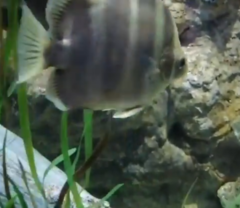 Scatophagus tetracanthus