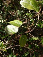Cocculus orbiculatus