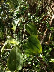 Cocculus orbiculatus