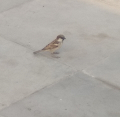 Passer domesticus