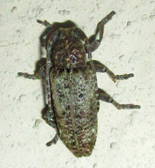 Apomecyna binubila binubila