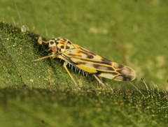Eupteryx urticae