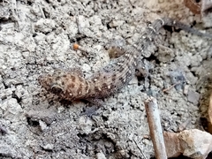 Dixonius