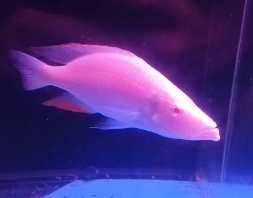 Eyebiter (Dimidiochromis compressiceps) — Cichlidae — 4