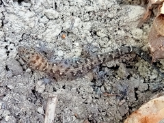 Dixonius