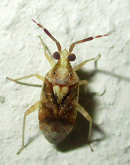 Eurystylus