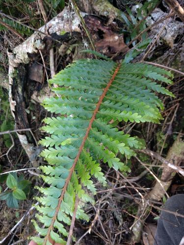 Speenwort (Asplenium caudatum)