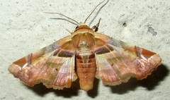 Eutelia callichroma